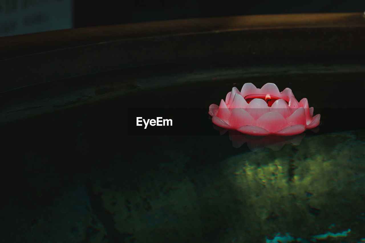 CLOSE-UP OF PINK LOTUS WATER LILY IN POND