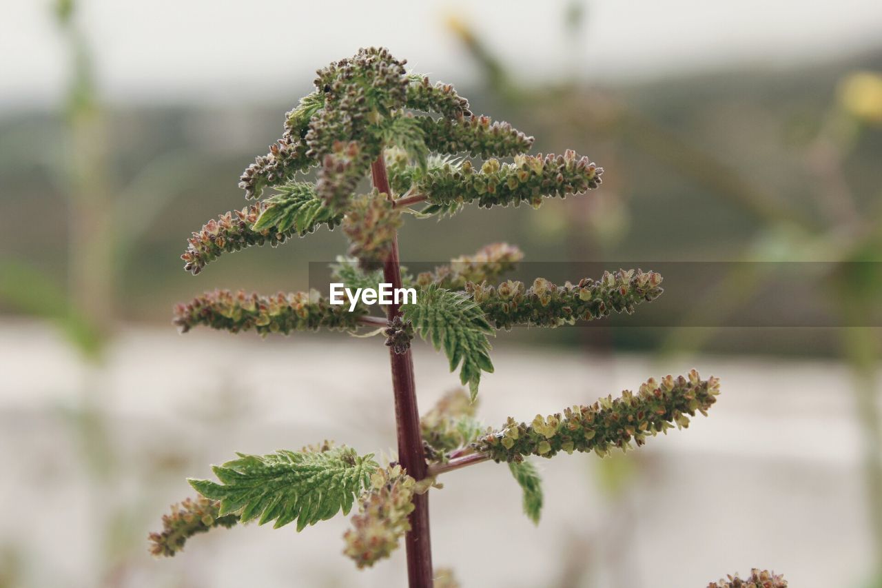 CLOSE-UP OF PLANT OUTDOORS