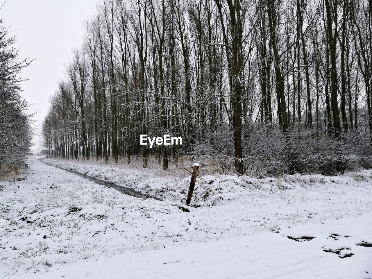 TREES ON SNOW COVERED LANDSCAPE