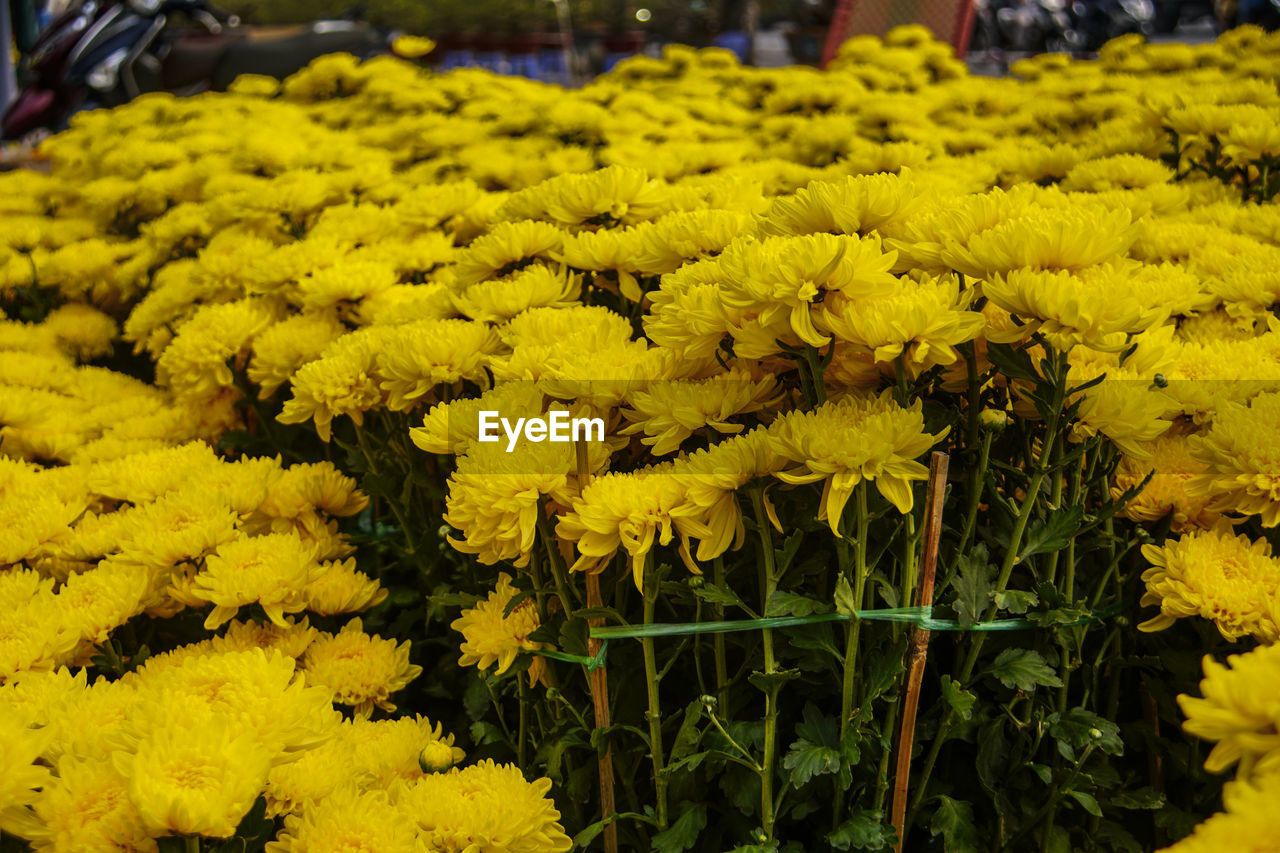 HIGH ANGLE VIEW OF YELLOW FLOWERING PLANTS