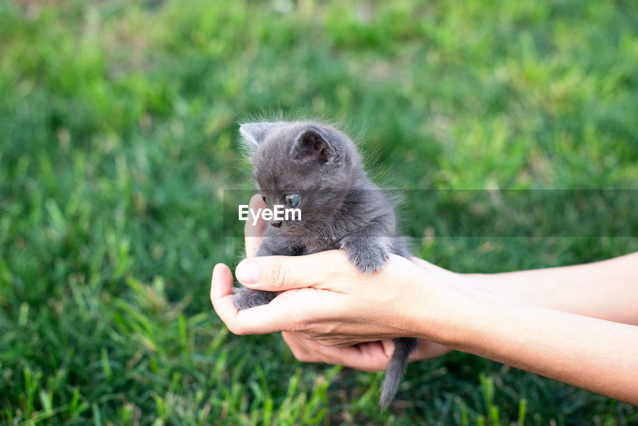 Gray kitten one month old in hands. cat and green lawn outside. copy space