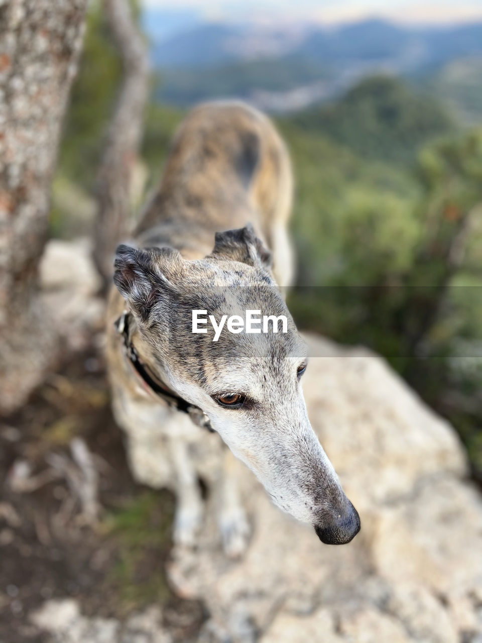 Close-up of dog