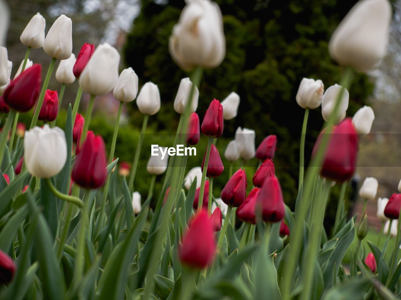 Close-up of tulips on field