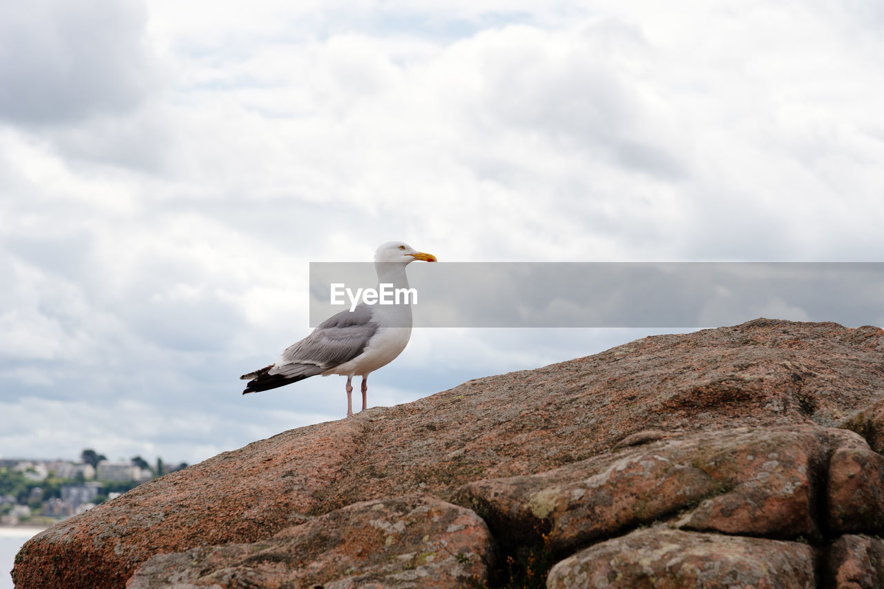 SEAGULLS PERCHING ON ROCK