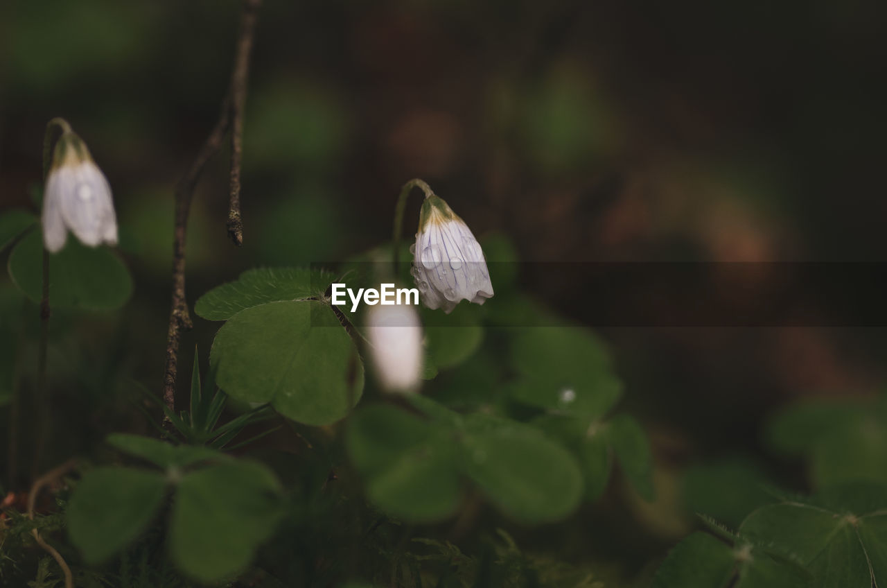 plant, nature, growth, beauty in nature, green, flower, close-up, flowering plant, freshness, macro photography, fragility, no people, leaf, plant part, focus on foreground, selective focus, outdoors, wildflower, day, petal, land, white, flower head, animal wildlife, springtime, inflorescence, forest