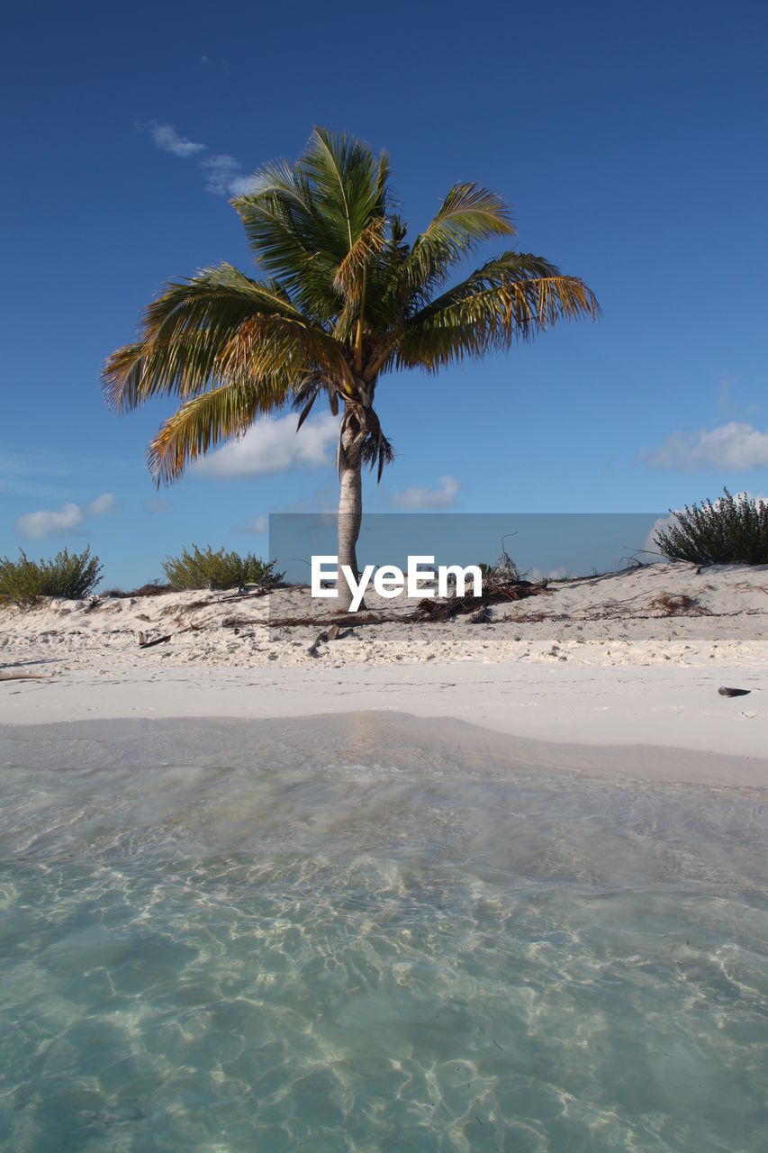 Palm trees on beach against sky