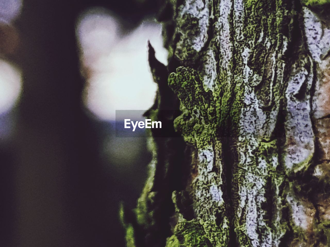 CLOSE-UP OF MOSS GROWING ON TREE