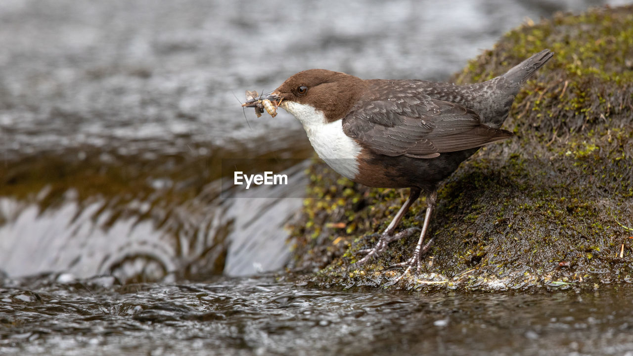 Close-up of bird perching on rock at stream