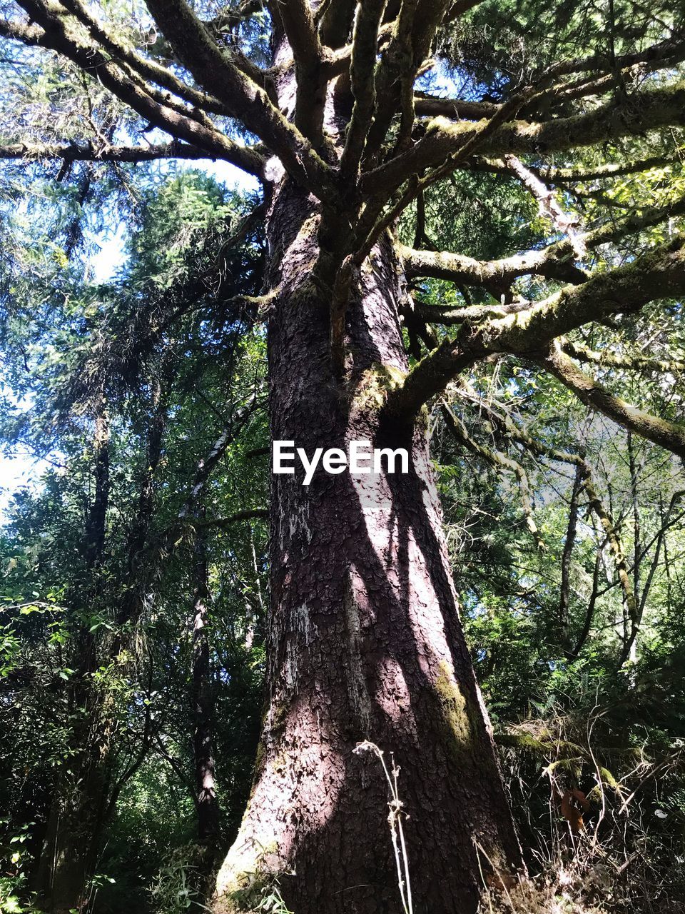 LOW ANGLE VIEW OF TREES GROWING IN FOREST