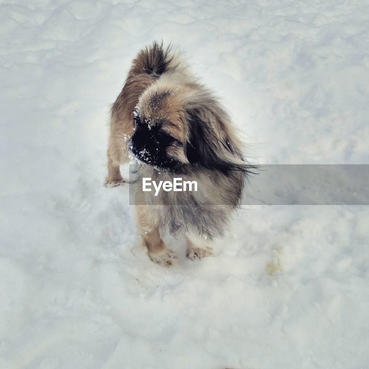 HIGH ANGLE VIEW OF HORSE IN WINTER