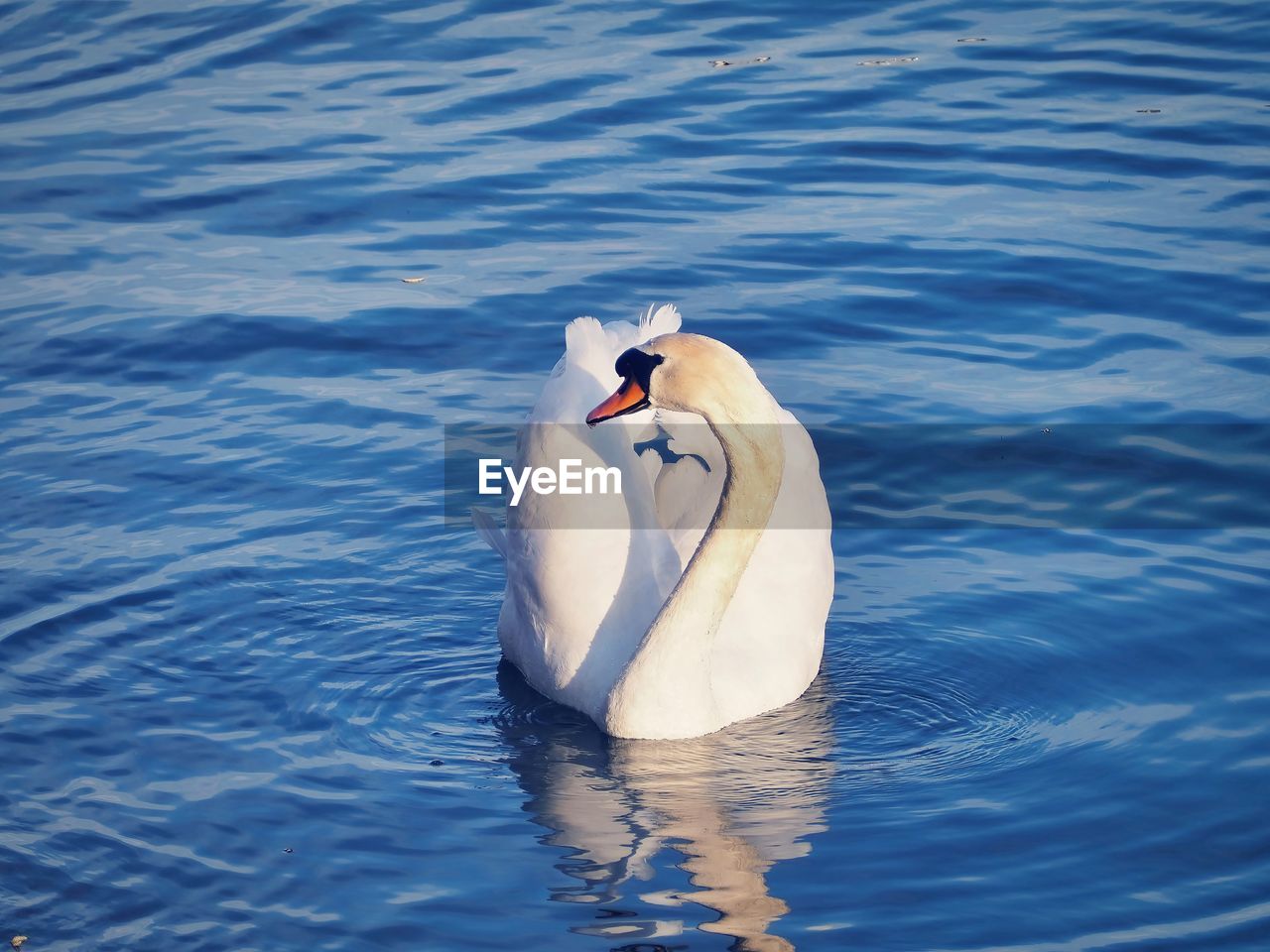 water, bird, animal themes, animal, swan, wildlife, animal wildlife, nature, water bird, day, one animal, no people, swimming, rippled, lake, high angle view, outdoors, reflection, beak, waterfront, ducks, geese and swans, white