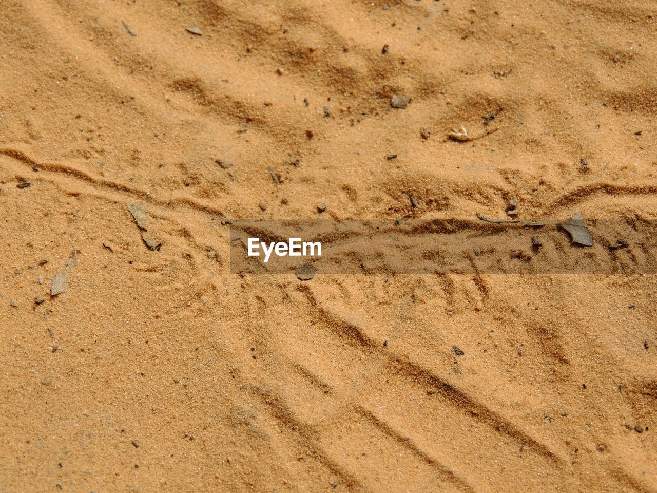 Lizard footprints in the sand trails detailed close up red cliffs desert reserve st george utah, usa