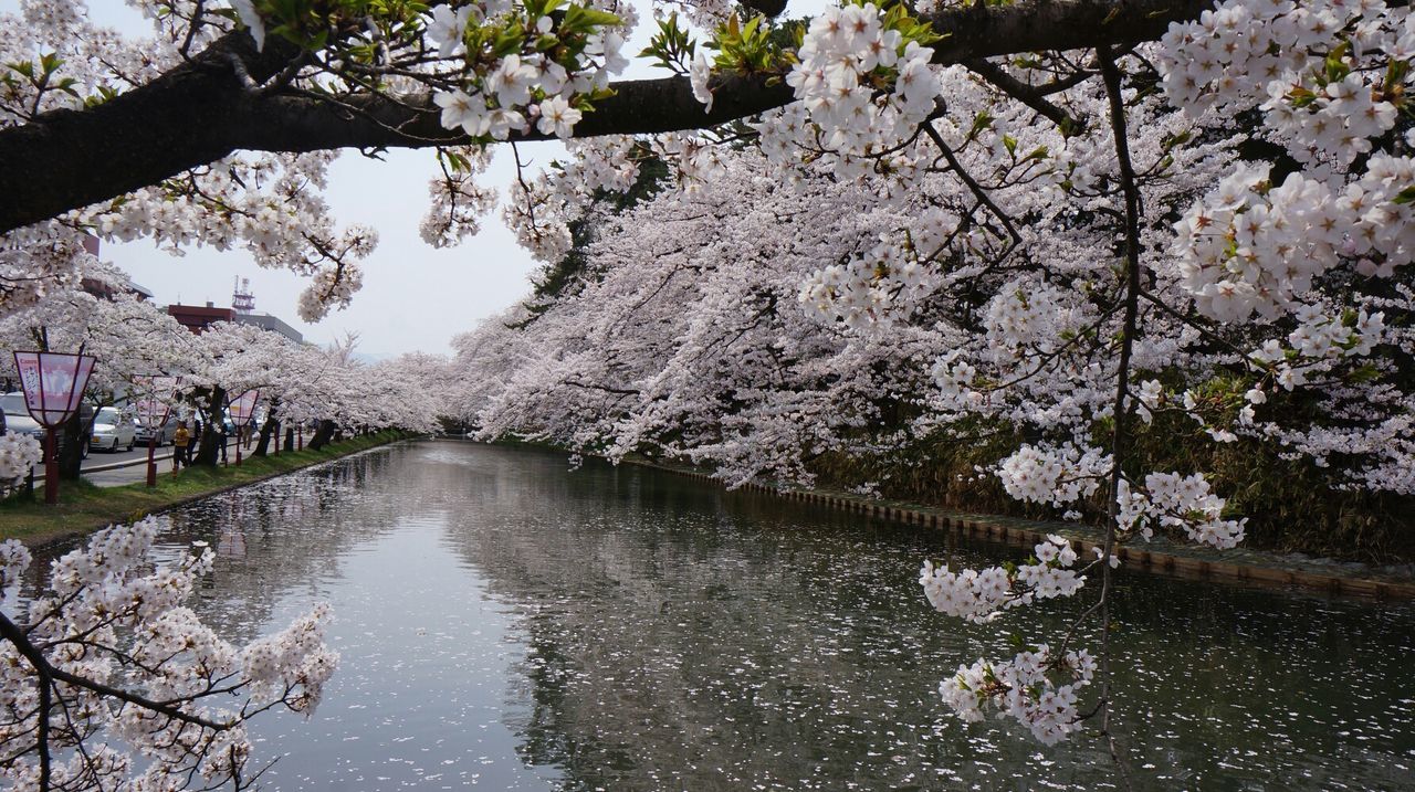 Fresh cherry blossom blooming over canal in hirosaki park