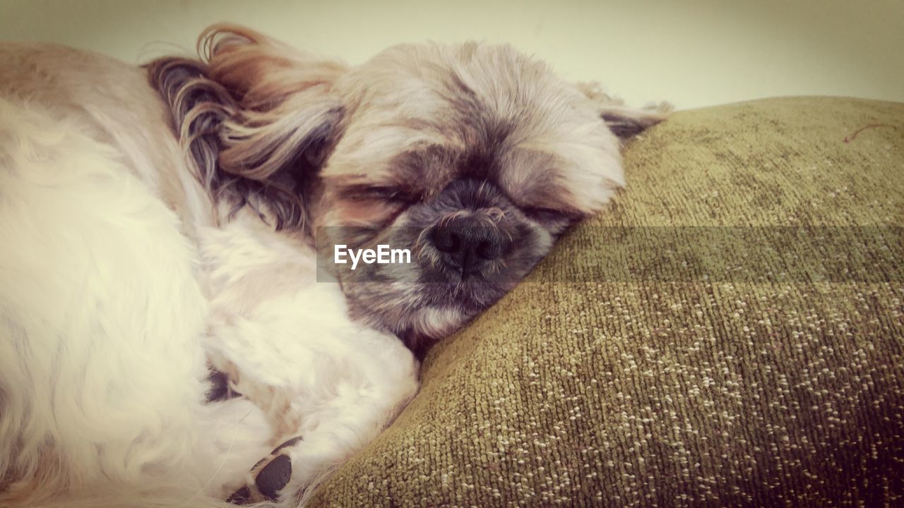 CLOSE-UP OF DOG SLEEPING ON FLOOR