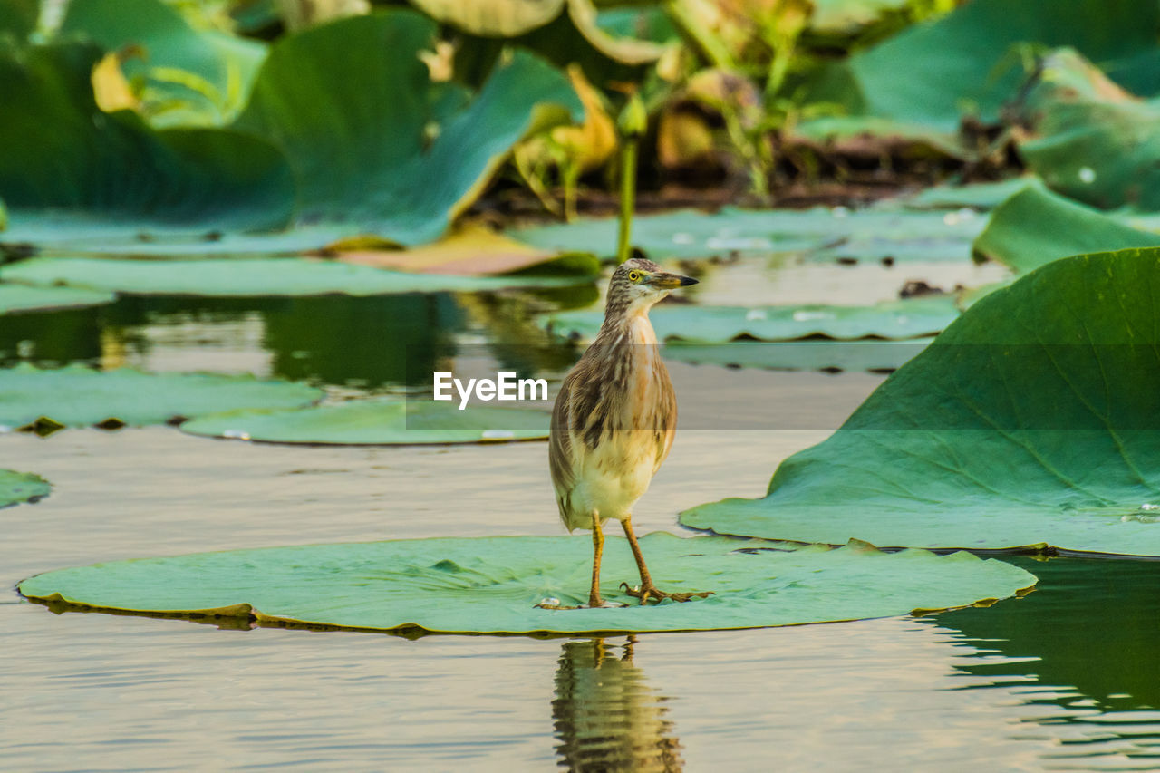 Close-up of heron perching on lily pod in lake