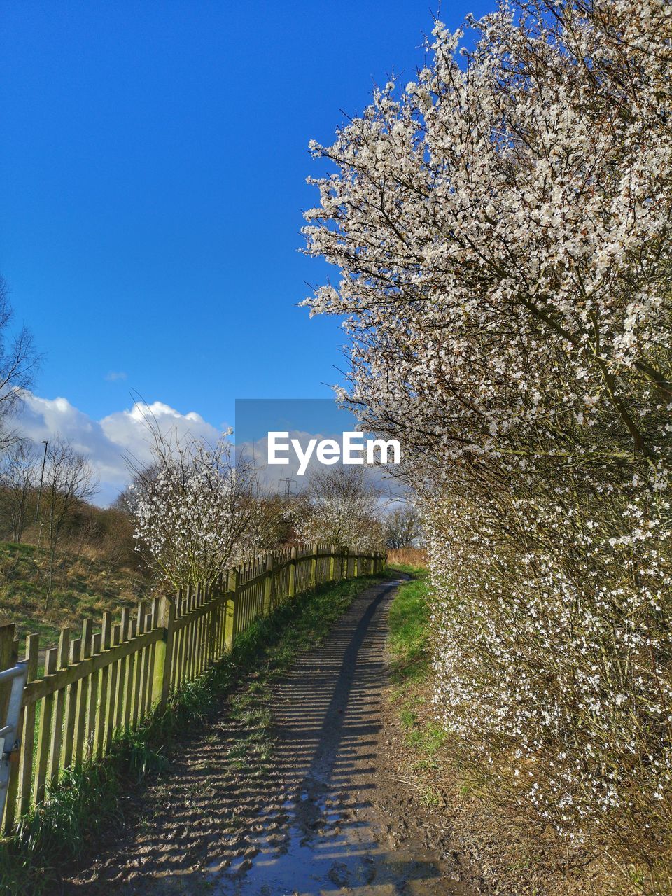 View of white flowering plants against blue sky