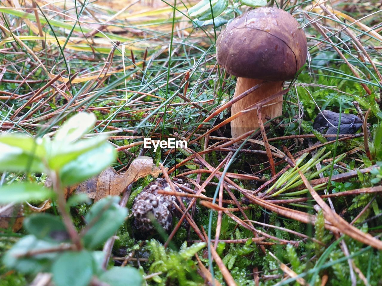 MUSHROOMS GROWING ON FIELD