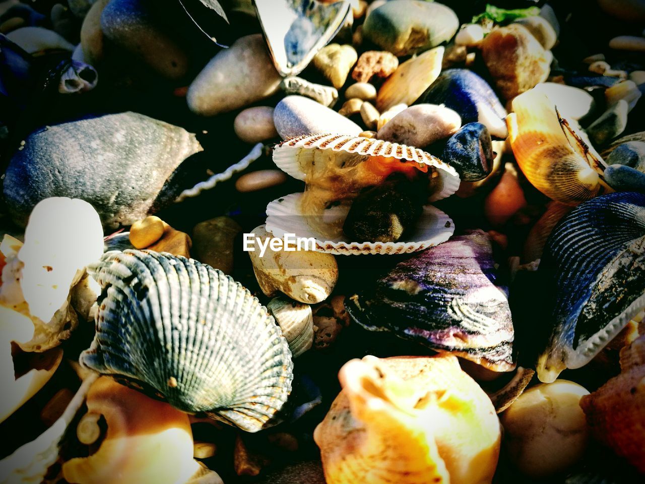 Close-up of seashells at beach