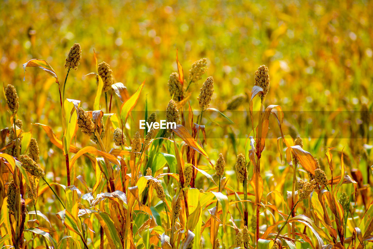 Close-up of yellow flowering plants on field