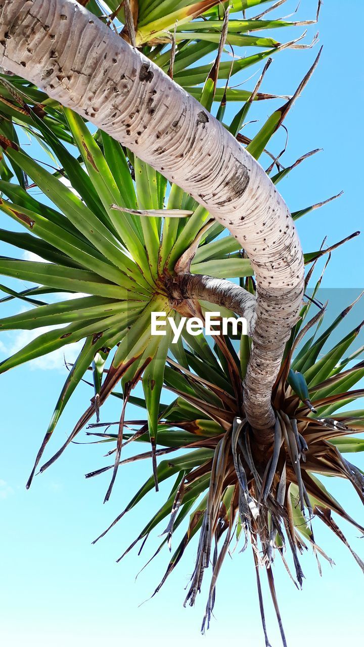 LOW ANGLE VIEW OF PALM TREE AGAINST CLEAR SKY