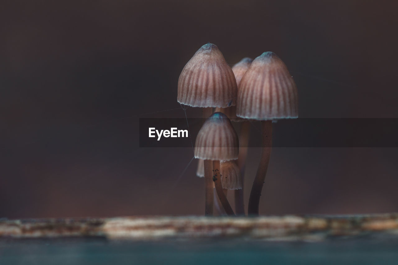 Close-up of mushrooms in the dark