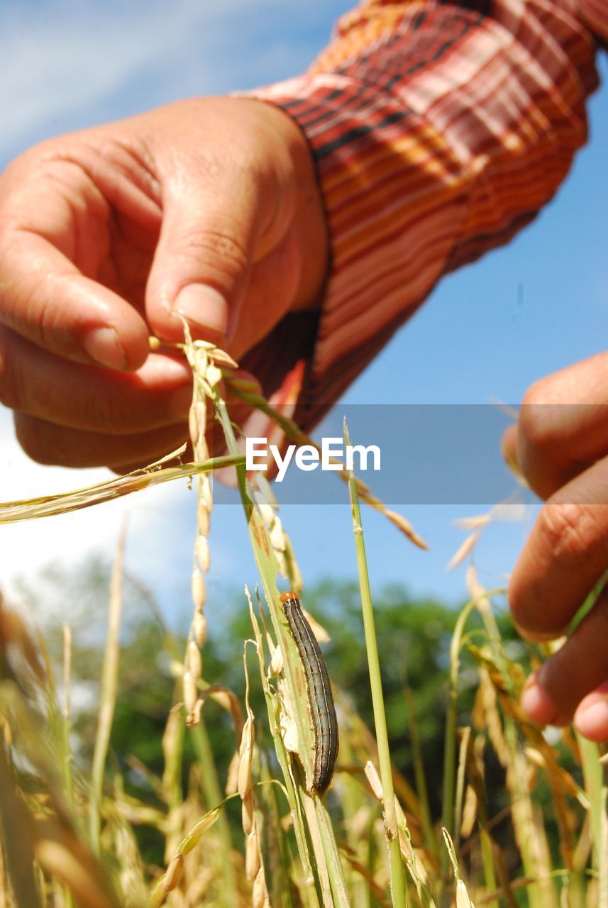 Close-up of hand around caterpillar on crop at field