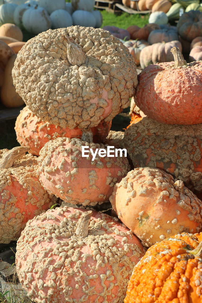 Unusual pumpkins