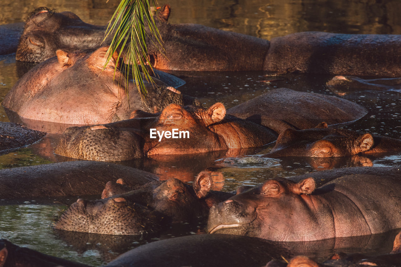 Hippos by the lake