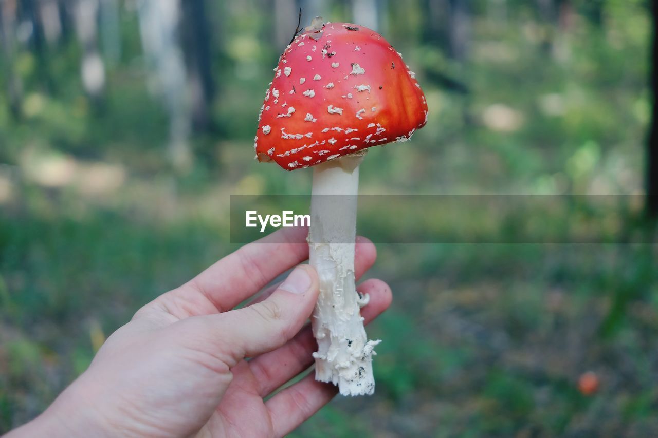 CLOSE-UP OF HAND HOLDING MUSHROOMS