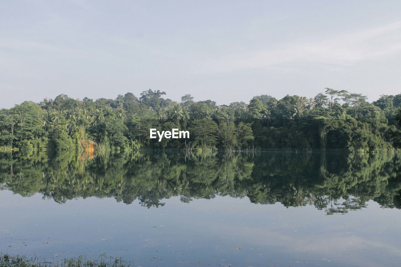 Trees by lake against sky
