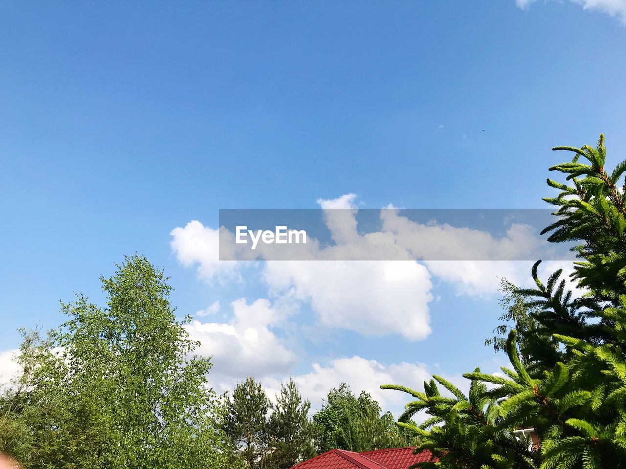 LOW ANGLE VIEW OF TREES AND PLANTS AGAINST SKY