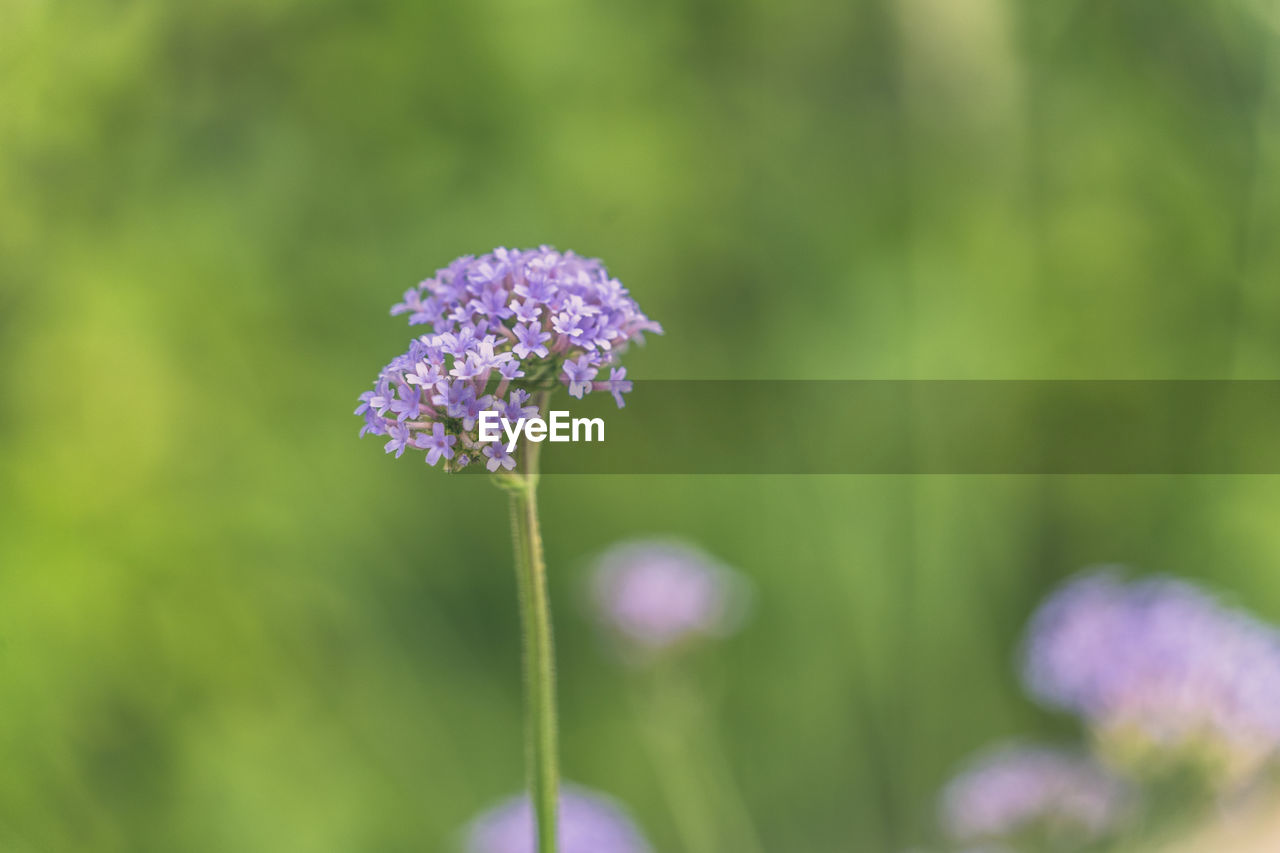 Close-up of purple flowering plant