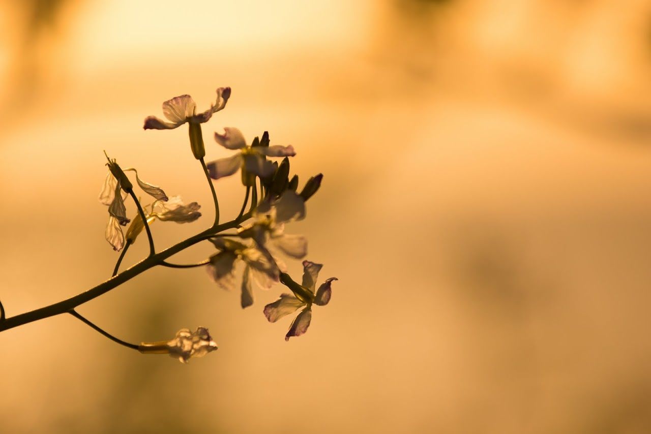 Close-up of plant
