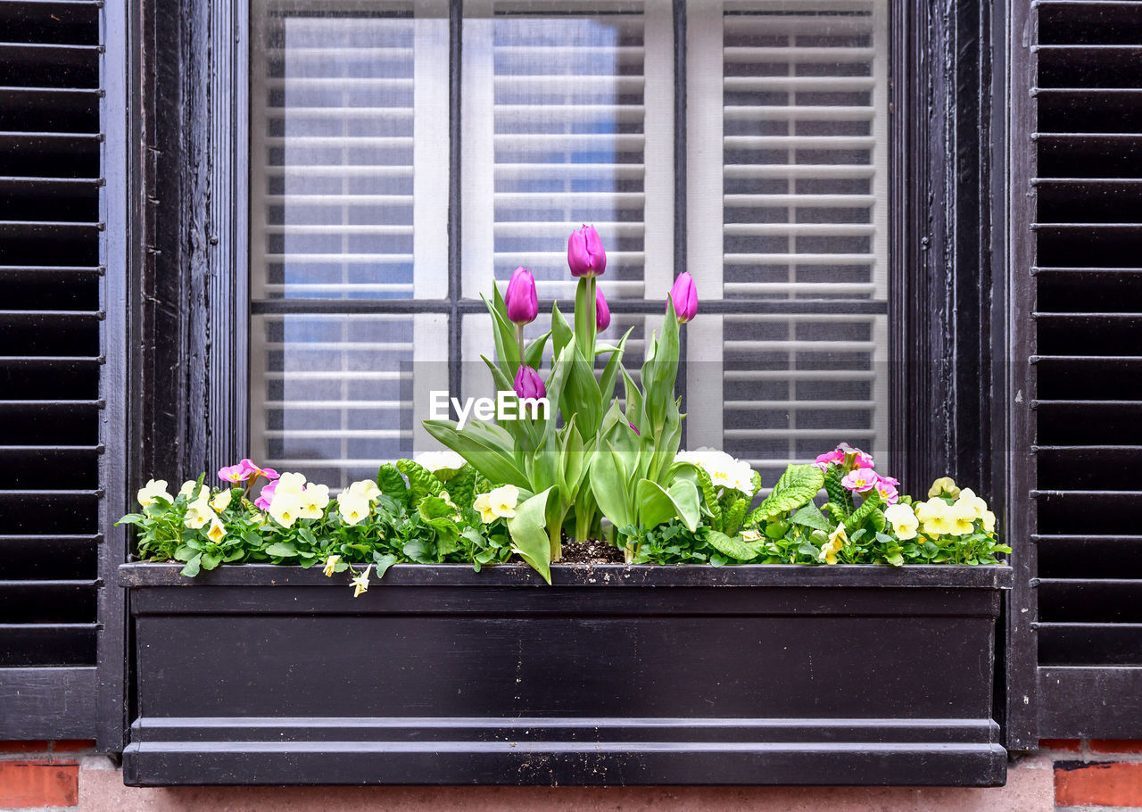 Historic old weathered windows and flower box