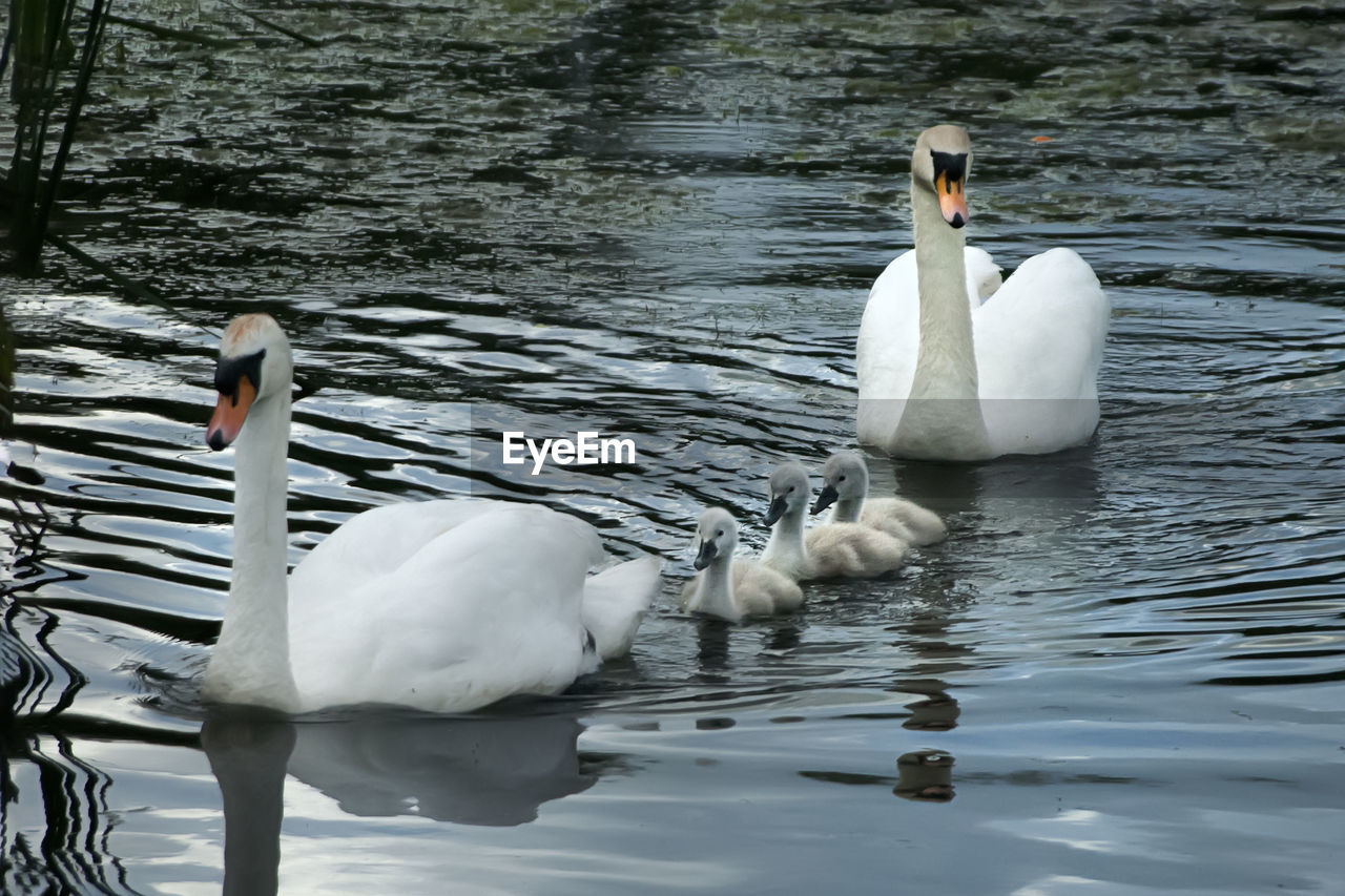 SWAN SWIMMING ON LAKE