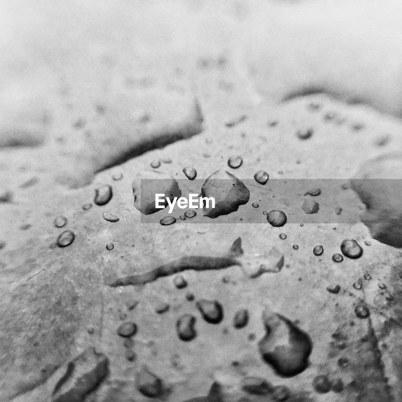 FULL FRAME SHOT OF WATER IN LEAF