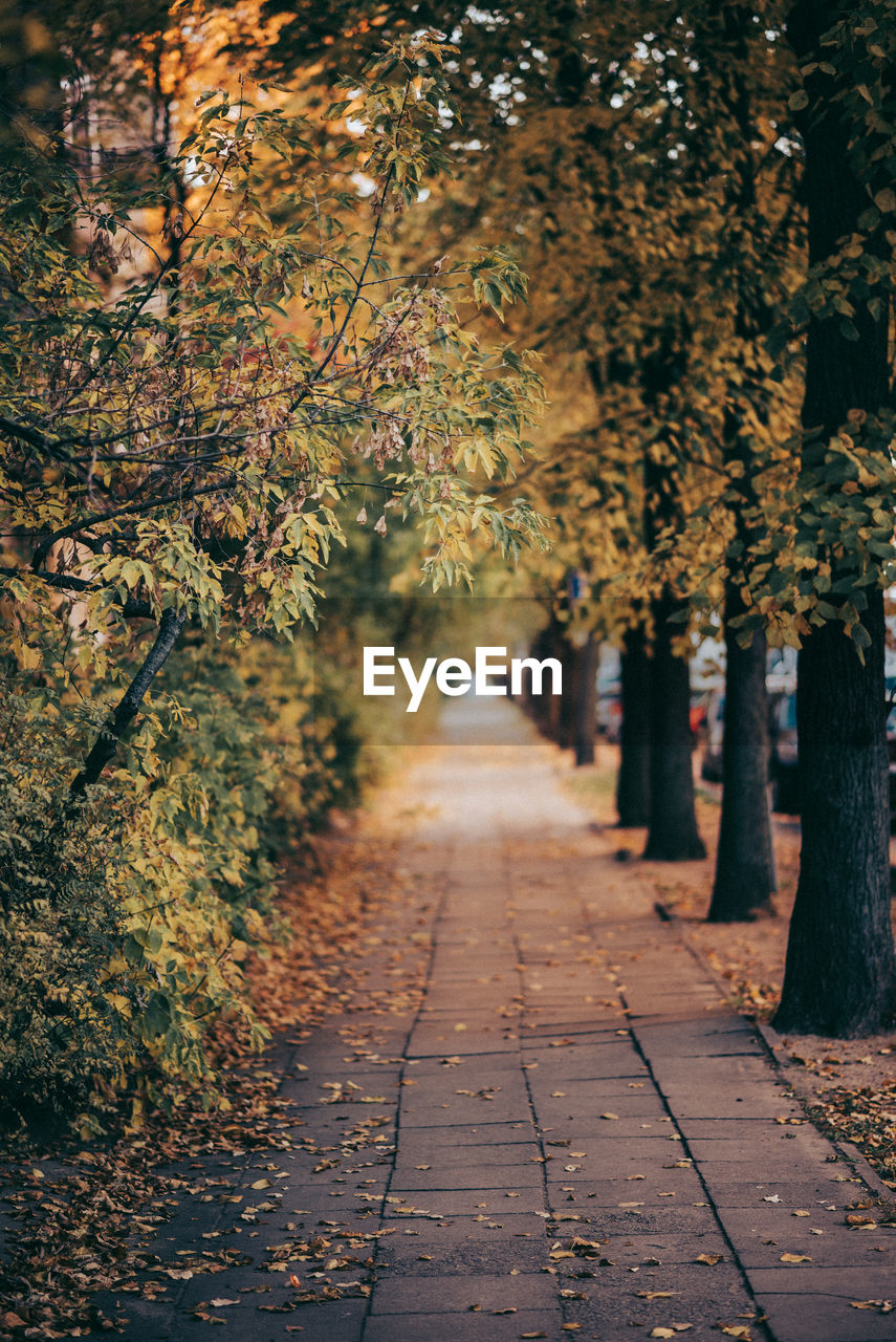 Footpath amidst leaves in park during autumn