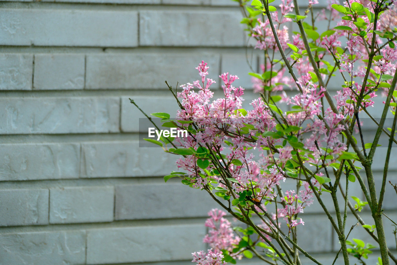 plant, flower, flowering plant, pink, freshness, beauty in nature, fragility, nature, blossom, growth, architecture, branch, no people, springtime, wall - building feature, built structure, day, wall, spring, building exterior, outdoors, shrub, close-up, lilac, focus on foreground, flower head, tree, petal, inflorescence, brick, botany