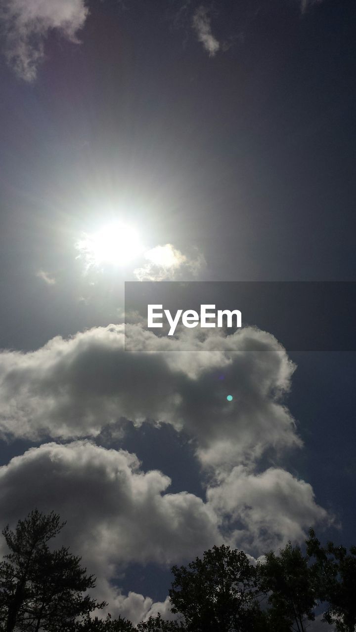 LOW ANGLE VIEW OF TREES AGAINST SKY