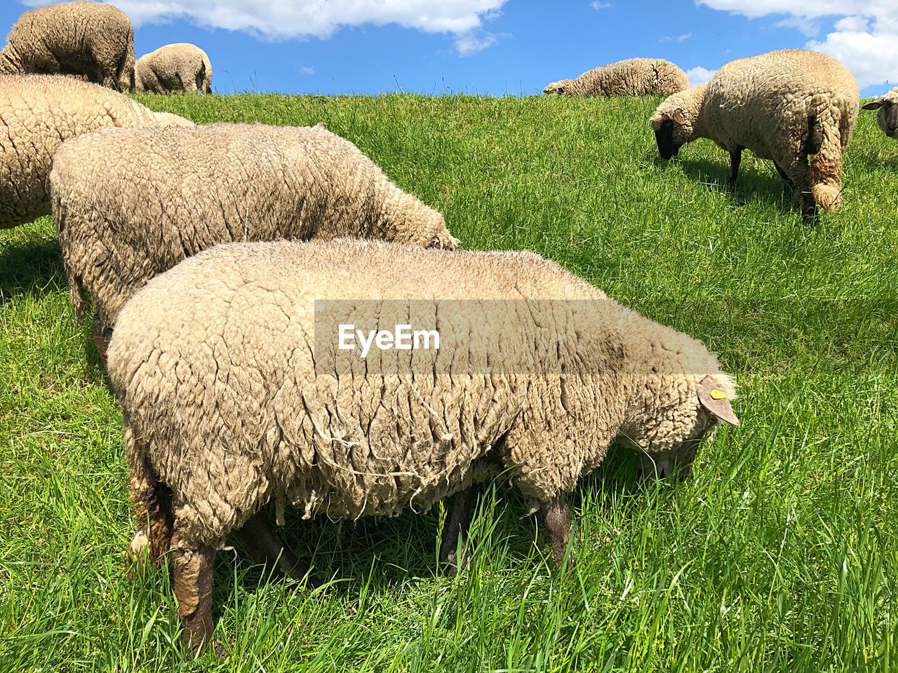 SHEEP GRAZING IN FIELD