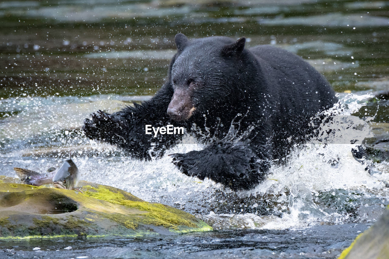 View of bear fishing in river