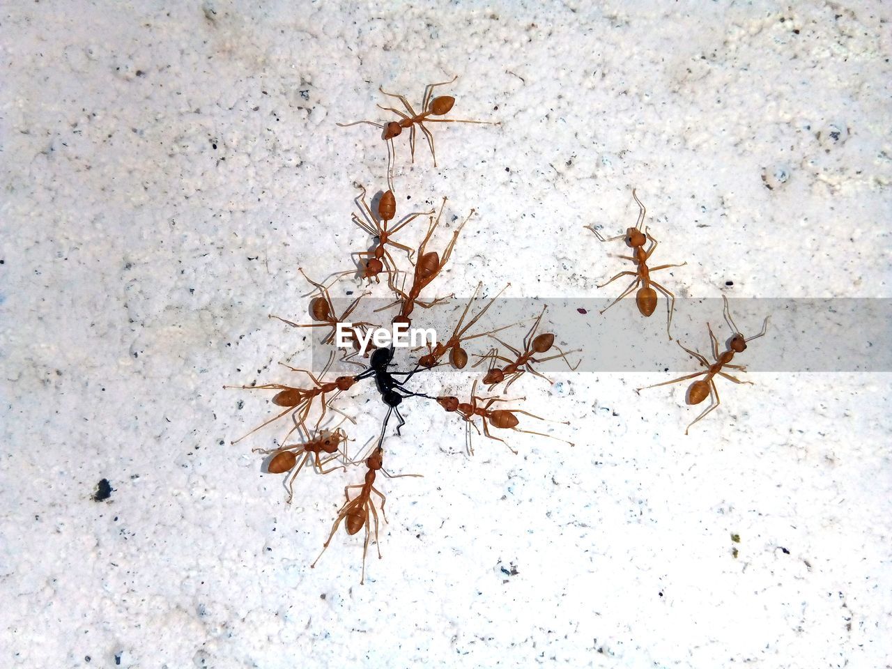 HIGH ANGLE VIEW OF INSECT ON SNOW COVERED FIELD