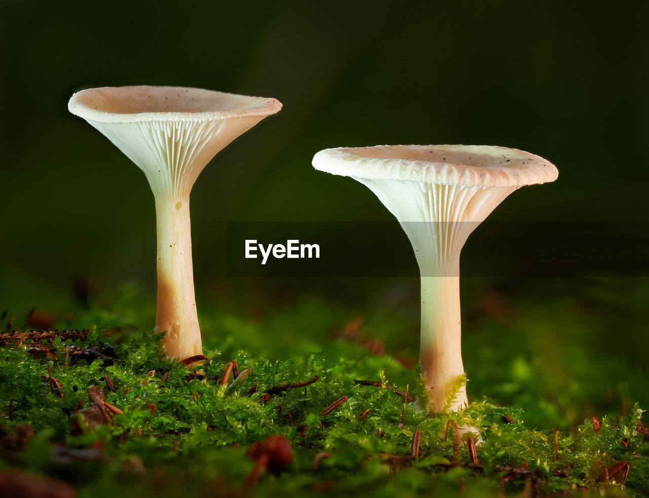 Close-up of mushrooms growing on grass