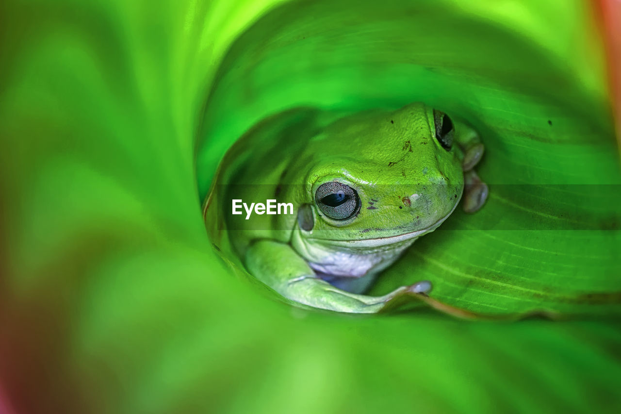 Close-up of green frog