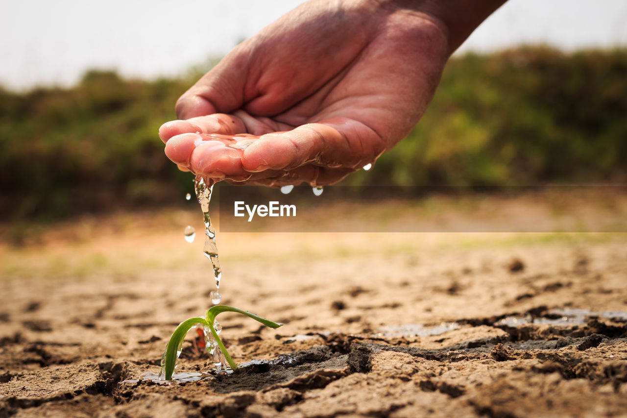 Cropped hand watering seedling on drought land