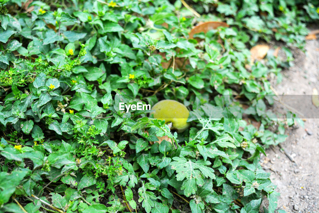 HIGH ANGLE VIEW OF FRUITS GROWING ON PLANT