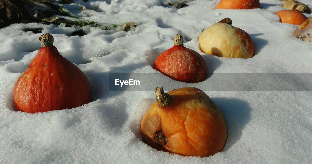 CLOSE-UP OF PUMPKINS ON PLATE