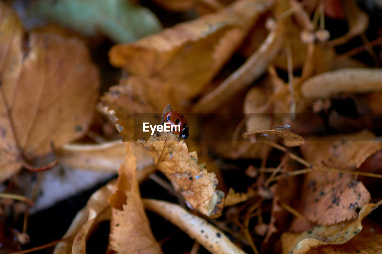 CLOSE-UP OF LADYBUG ON LEAVES