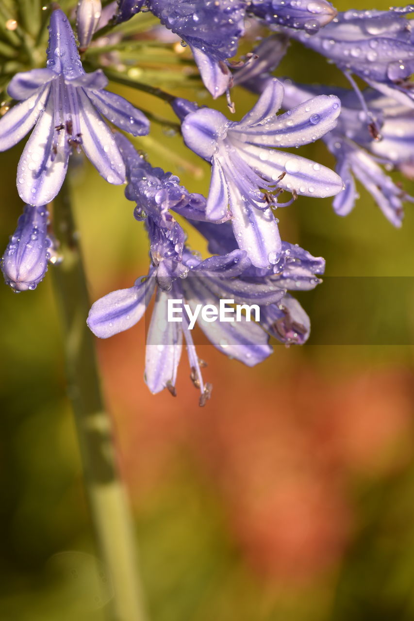 CLOSE-UP OF WATER DROPS ON PURPLE FLOWERS