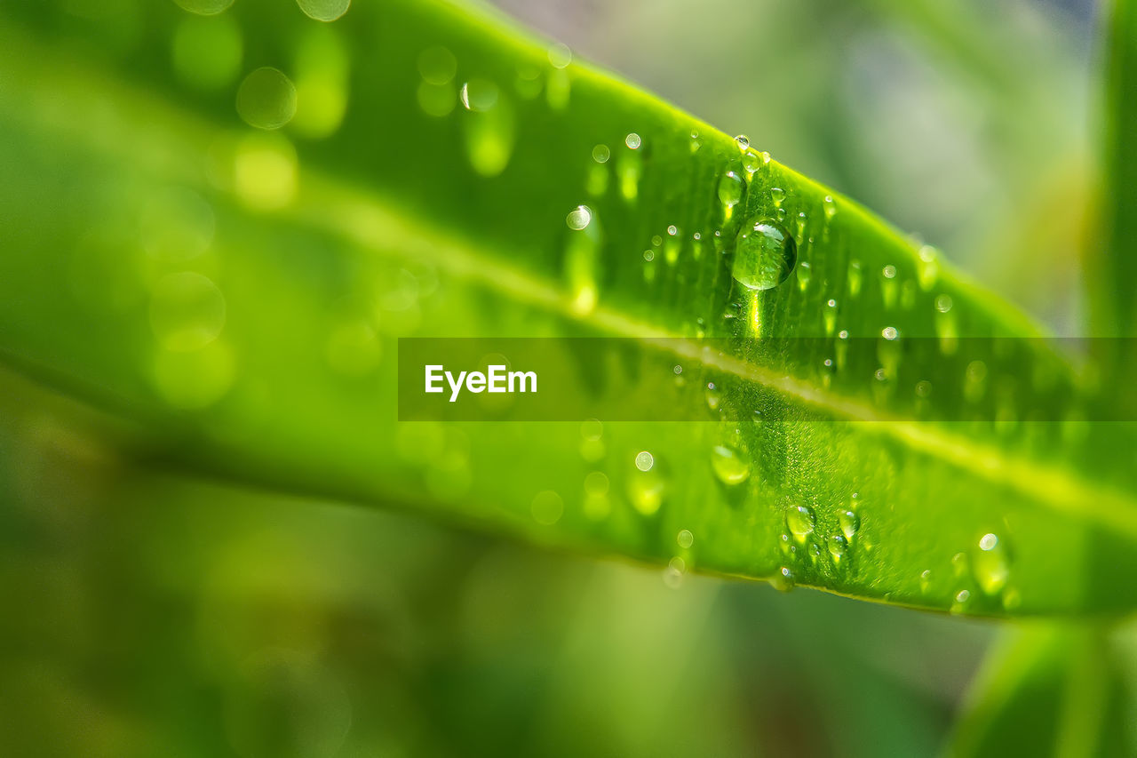 CLOSE-UP OF RAINDROPS ON GREEN LEAVES